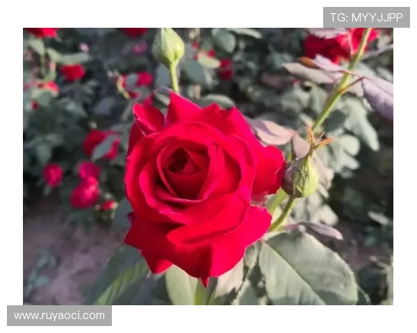 克莱深情命名小船冬梅展现爱的执着与温暖